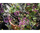 Cercis siliquastrum Prostratus