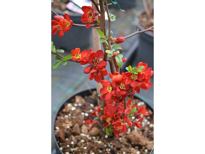 Chaenomeles x superba