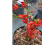 Chaenomeles x superba Hot Fire ®