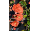 Chaenomeles speciosa Mango Storm ® PW