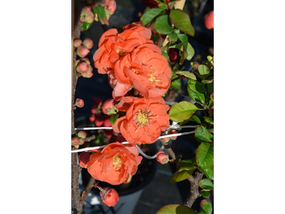 Chaenomeles speciosa