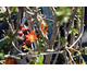 Chaenomeles japonica Sargentii