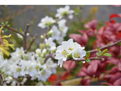 Chaenomeles speciosa