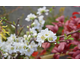 Chaenomeles speciosa Nivalis