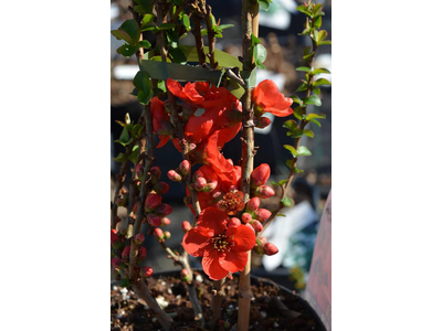 Chaenomeles speciosa