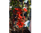 Chaenomeles speciosa Red Kimono