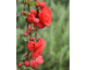 Chaenomeles speciosa Scarlet Storm ® PW