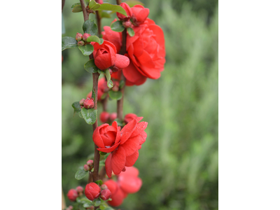 Chaenomeles speciosa