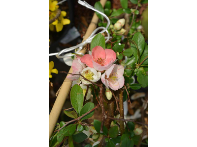 Chaenomeles speciosa