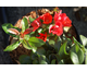Chaenomeles x superba Friesdorfer