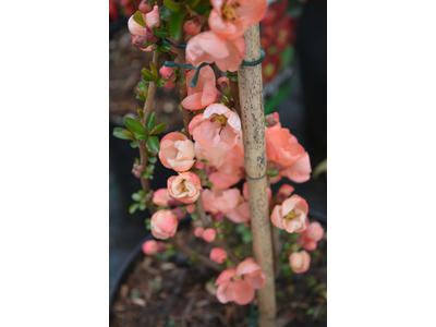 Chaenomeles x superba