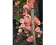 Chaenomeles x superba Salmon Horizon