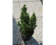 Chamaecyparis lawsoniana Little Spire