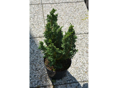 Chamaecyparis lawsoniana