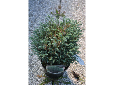 Chamaecyparis pisifera