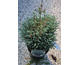 Chamaecyparis pisifera Blue Moon ®