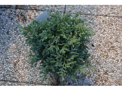 Chamaecyparis pisifera