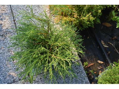 Chamaecyparis pisifera