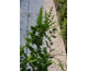 Chamaecyparis pisifera Teddy Bear