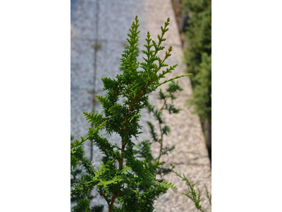 Chamaecyparis pisifera