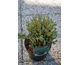 Chamaecyparis thyoides Blue Rock