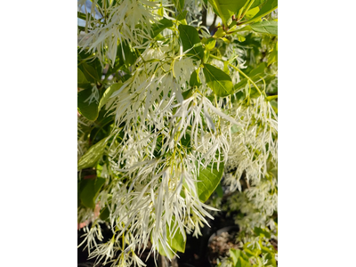 Chionanthus virginicus