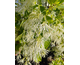 Chionanthus virginicus None