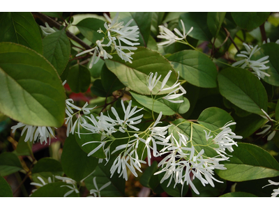 Chionanthus retusus