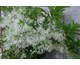 Chionanthus virginicus None