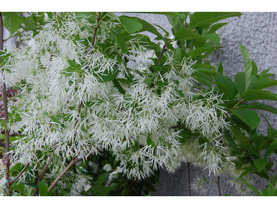 Chionanthus virginicus