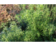 Choisya ternata White Dazzler ®