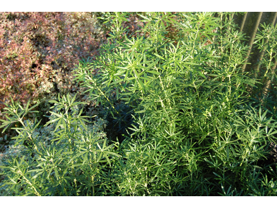 Choisya ternata