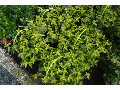 Cistus corbariensis