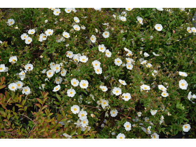 Cistus x florentinus