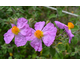 Cistus incanus