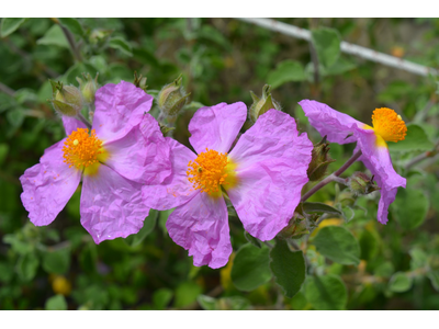 Cistus incanus