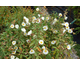 Cistus laurifolius 
