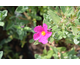 Cistus pulverulentus Sunset