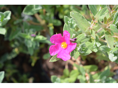 Cistus pulverulentus