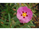 Cistus purpureus