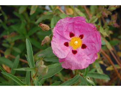 Cistus purpureus