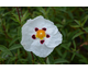 Cistus purpureus Alan Fradd