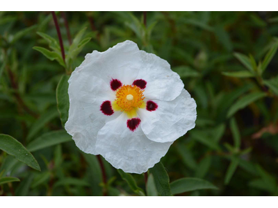 Cistus purpureus