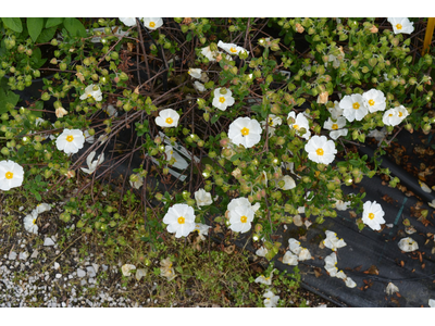 Cistus salviifolius