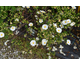 Cistus salviifolius