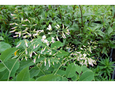 Cladrastis kentukea