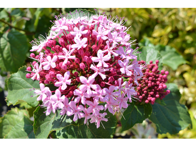 Clerodendrum bungei