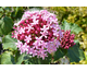 Clerodendrum bungei None