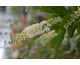 Clethra alnifolia Hummingbird