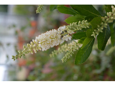 Clethra alnifolia